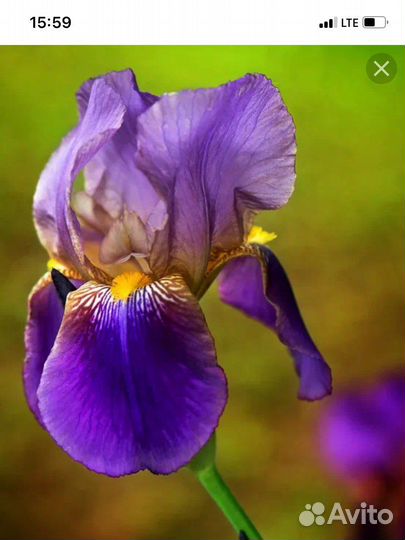 Ирис