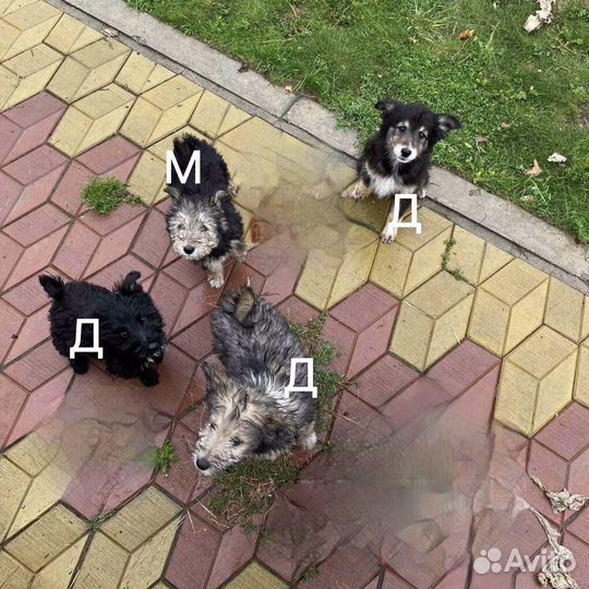 Щеночки в часный дом