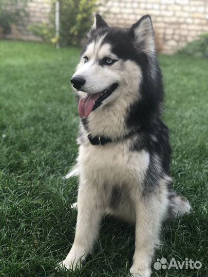 Вязка собаки хаски