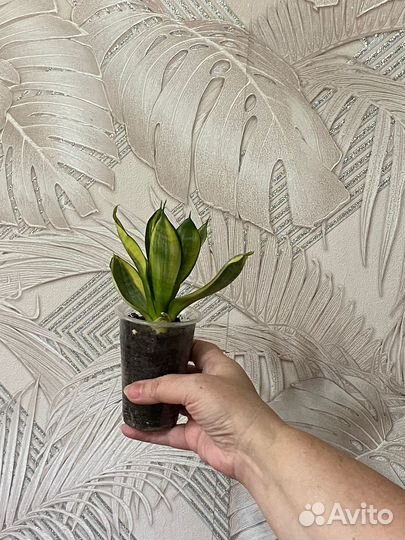 Сансевиерия муншайн, ханни