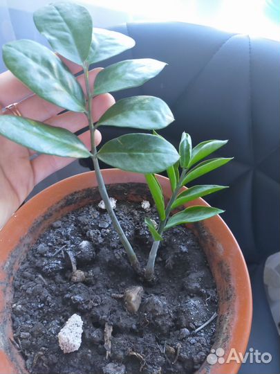 Замиокулькас