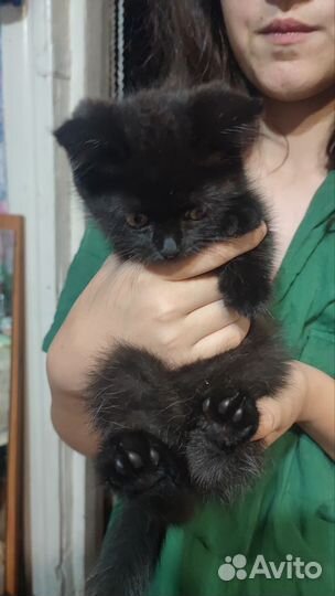 Котенок мальчик в добрые руки, третий месяц