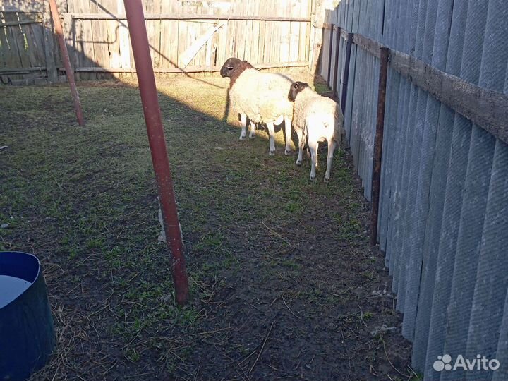 Обмен или продажа баран дорпер