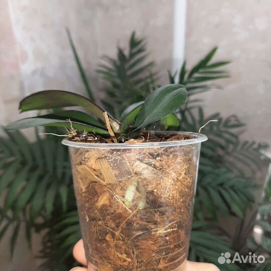 Домашние растения