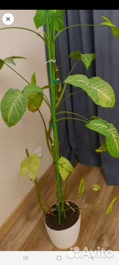 Комнатные цветы