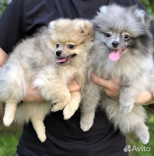 Щенки шпица