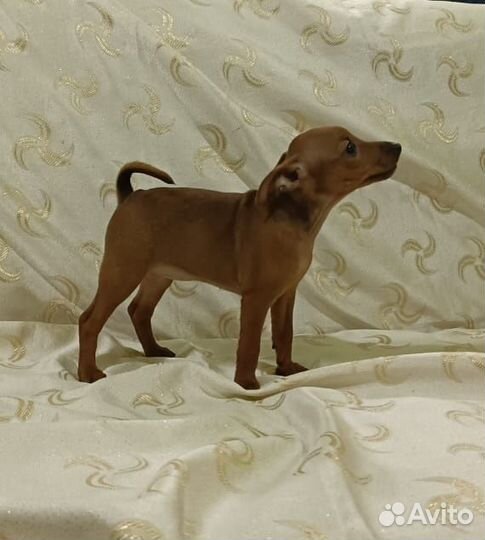 Щенки цвергпинчера