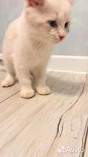 Кошечка,отдаю в хорошие руки