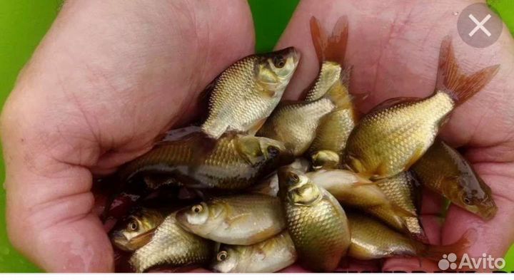 Живец карась