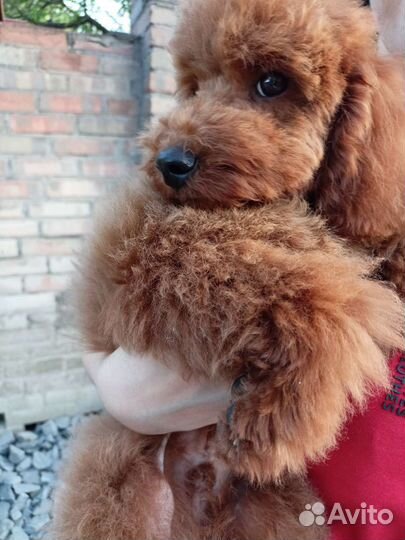 Передержка собак, кошек