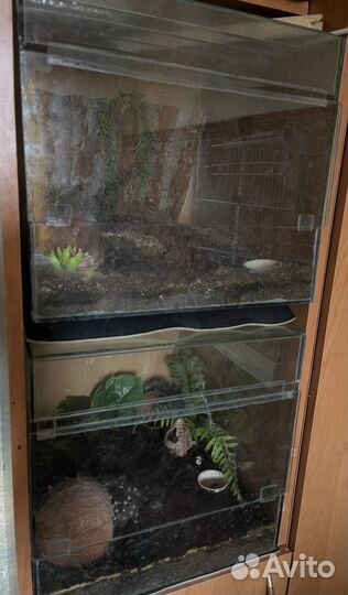 Паук птицеед