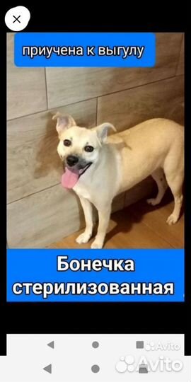 Щенки собачки