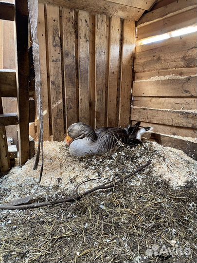 Гусиные куриные утиные яйца