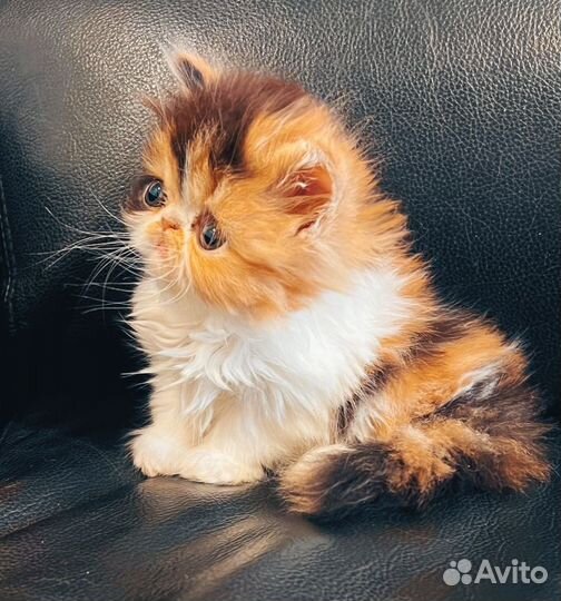 Персидская кошечка