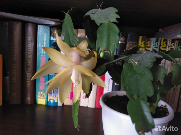 Декабрист шлюмбергера желтый