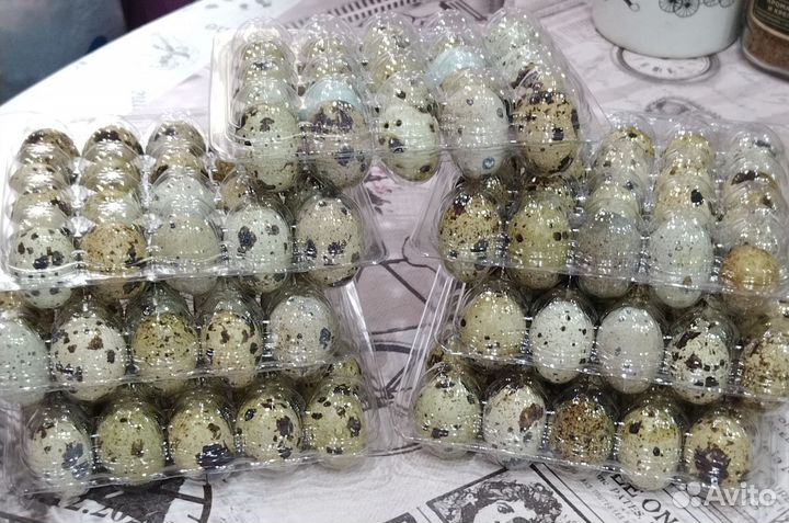 Яйца перепелиные домашние