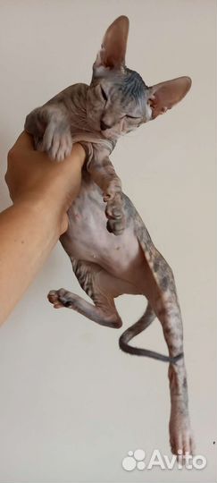 Кошка донской сфинкс