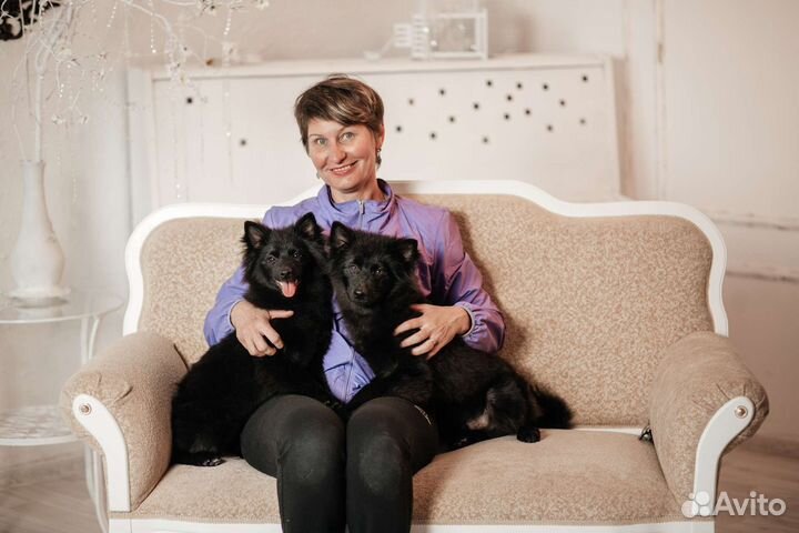 Щенки большого немецкого шпица. Документы РКФ