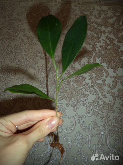 Фикус притупленный (Ретуза)