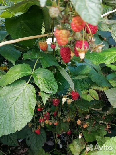 Ремонтантная малина