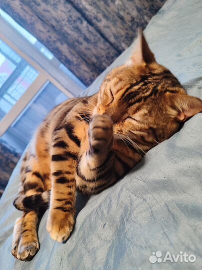 Бенгальский кот вязка