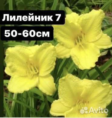 Продам цветы