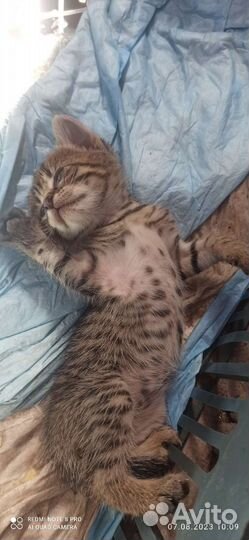 Отдам котят