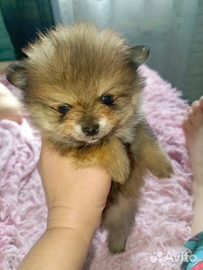 Померанский шпиц медвежьего типа