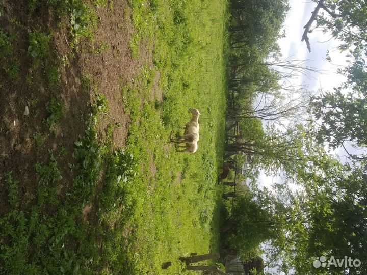 Овцы бараны