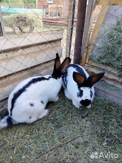 Кролы, немецкий строкач