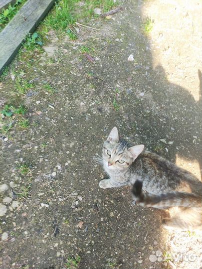 Котята в добрые руки даром