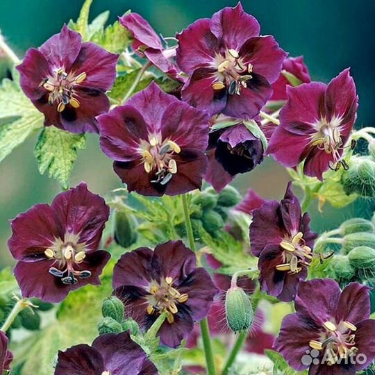 Многолетние растения для сада