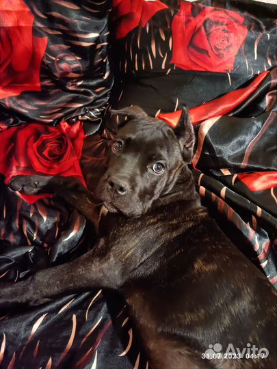 Пропала собака