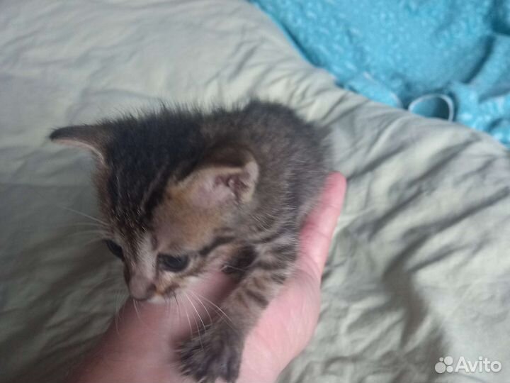 Котёнок в дар