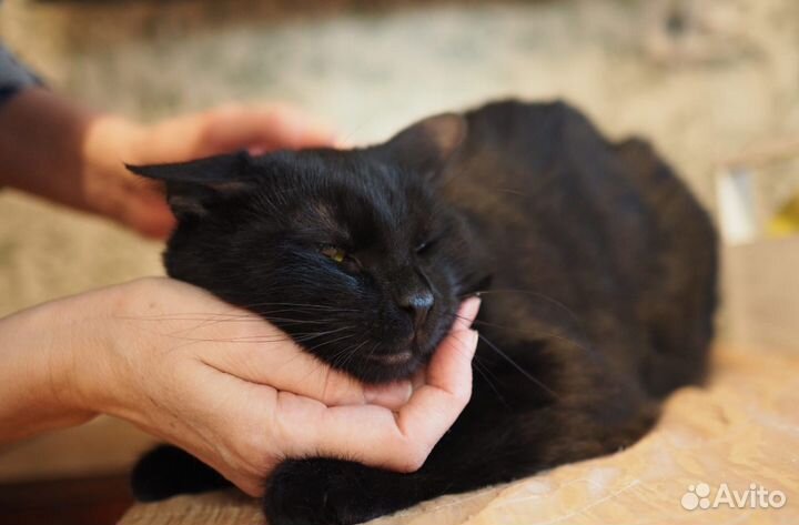 Красивый,изящный,добрый котик - 1 год