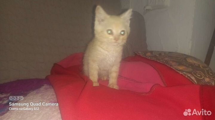Котята помесь с британцем в добрые руки