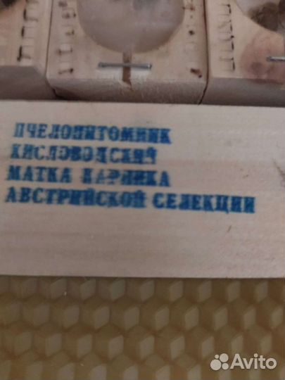 Матки пчелиные плодные(пчеломатки)