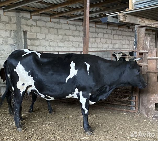 Продаются стельные телки и коровы