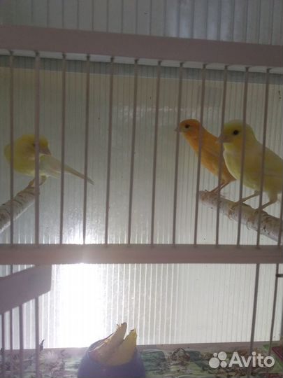 Продам канареек
