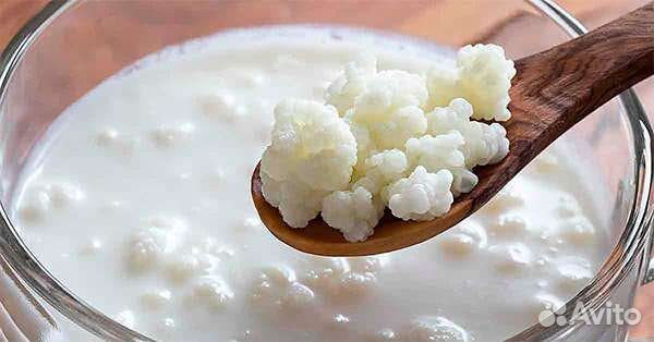 Тибетский кефирный гриб