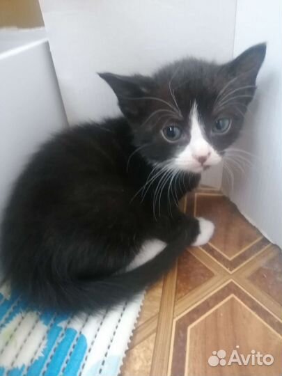 Отдам котенка в добрые руки