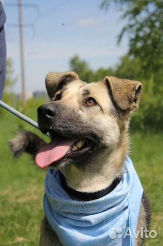 Собака хочет в семью