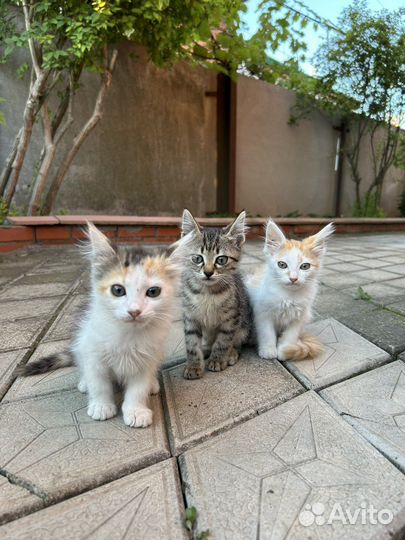 Котята ищут дом