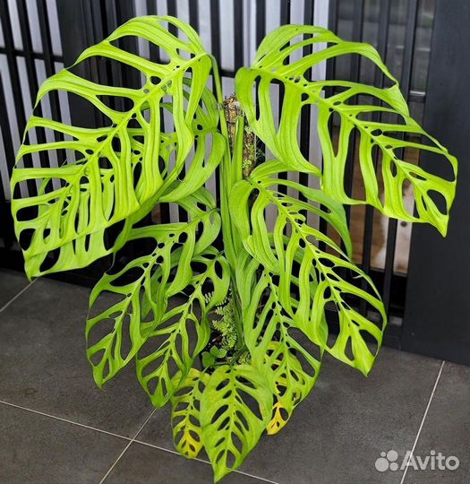 Монстера эскилето