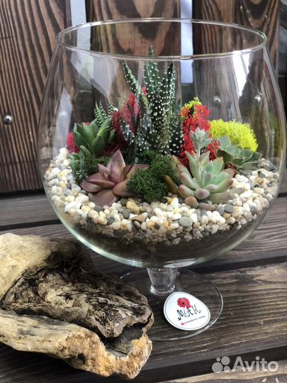 Растения, цветы, семена, флорариум