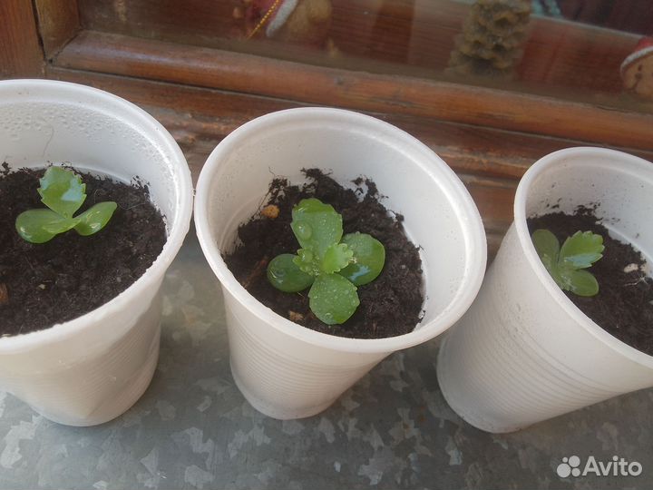 Каланхоэ светлозеленое (детки)