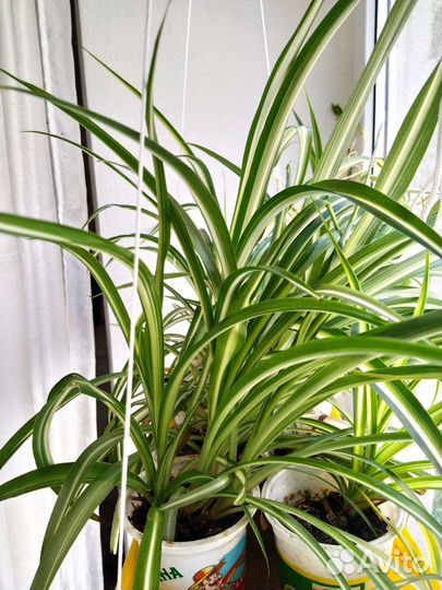 Пеларгония, Цветы комнатные