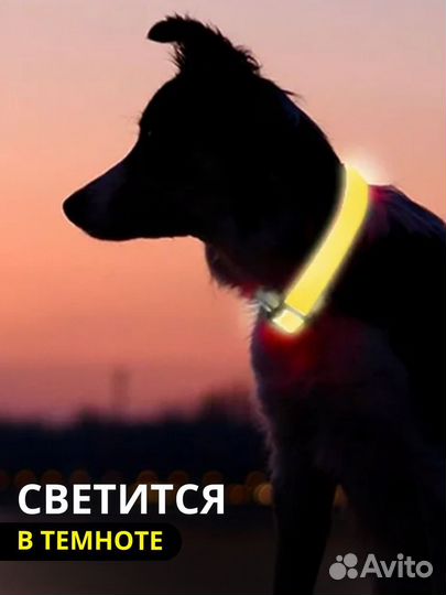 Светящиеся ошейники для собак для кошек
