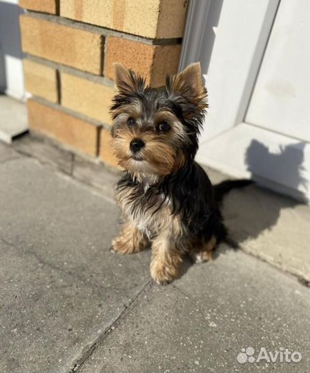 Йоркширский терьер