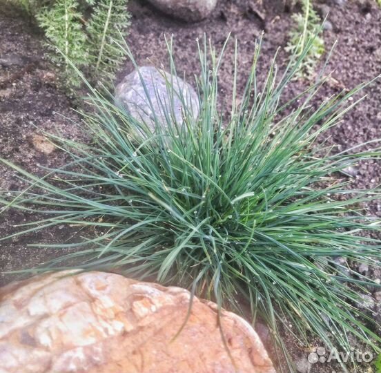 Садовые злаки почтой